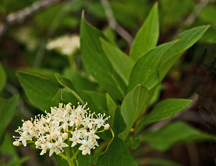 Red_osier Dogwood.jpg